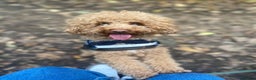 Toy Poodle dogs for stud: RED TOY POODLE KC REGISTERED PROVEN STUD in Derby - Advert 18