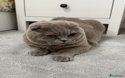 Scottish Fold cats for sale: Cross breed BSH and Scottish fold - Advert 5