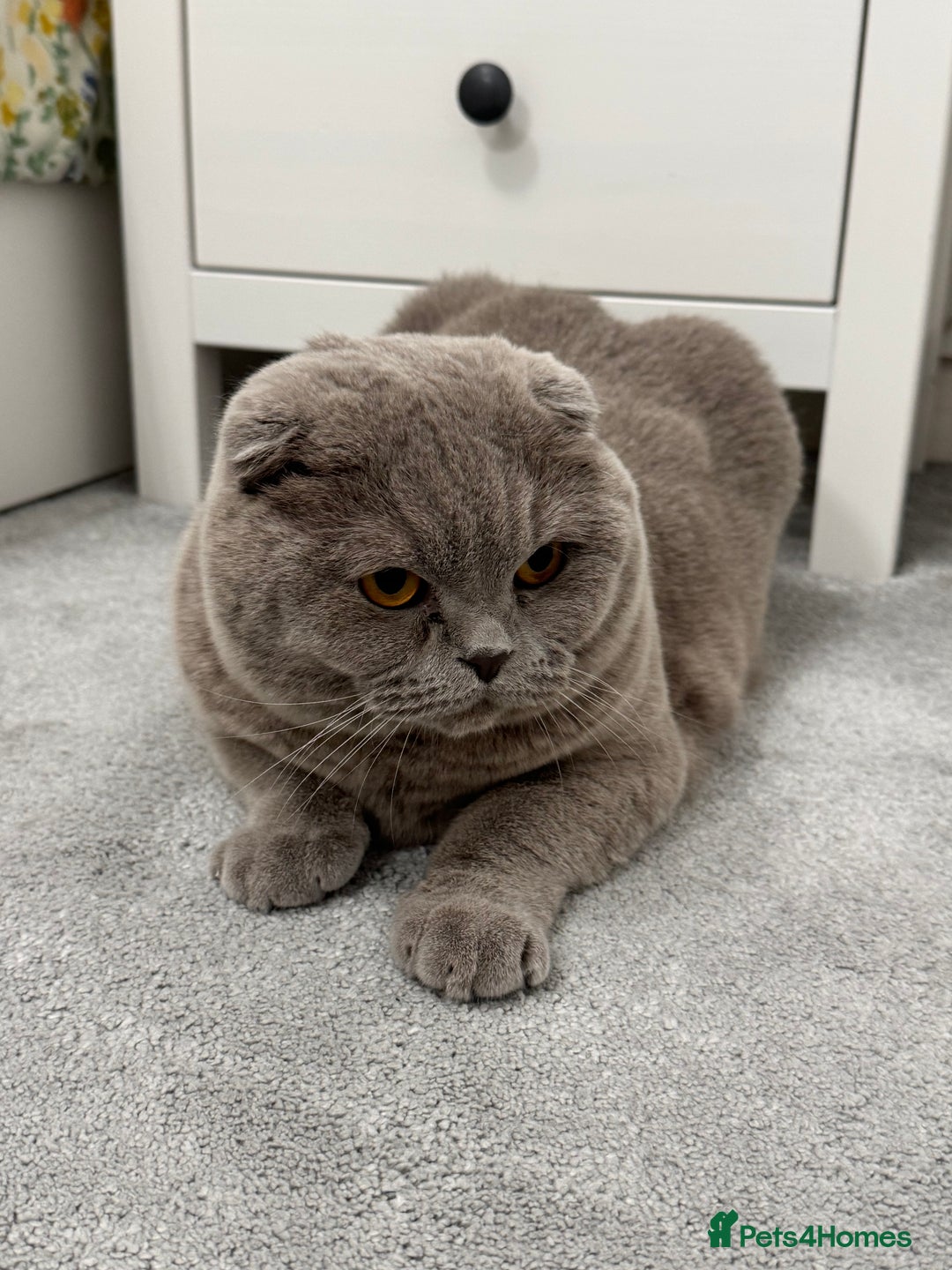 Scottish Fold cats for sale: Cross breed BSH and Scottish fold - Advert 5