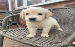 Golden Retriever dogs for sale: KC REGISTERED ®️ GOLDEN RETRIEVER PUPPIES 🐶 ❤️ - Image 7