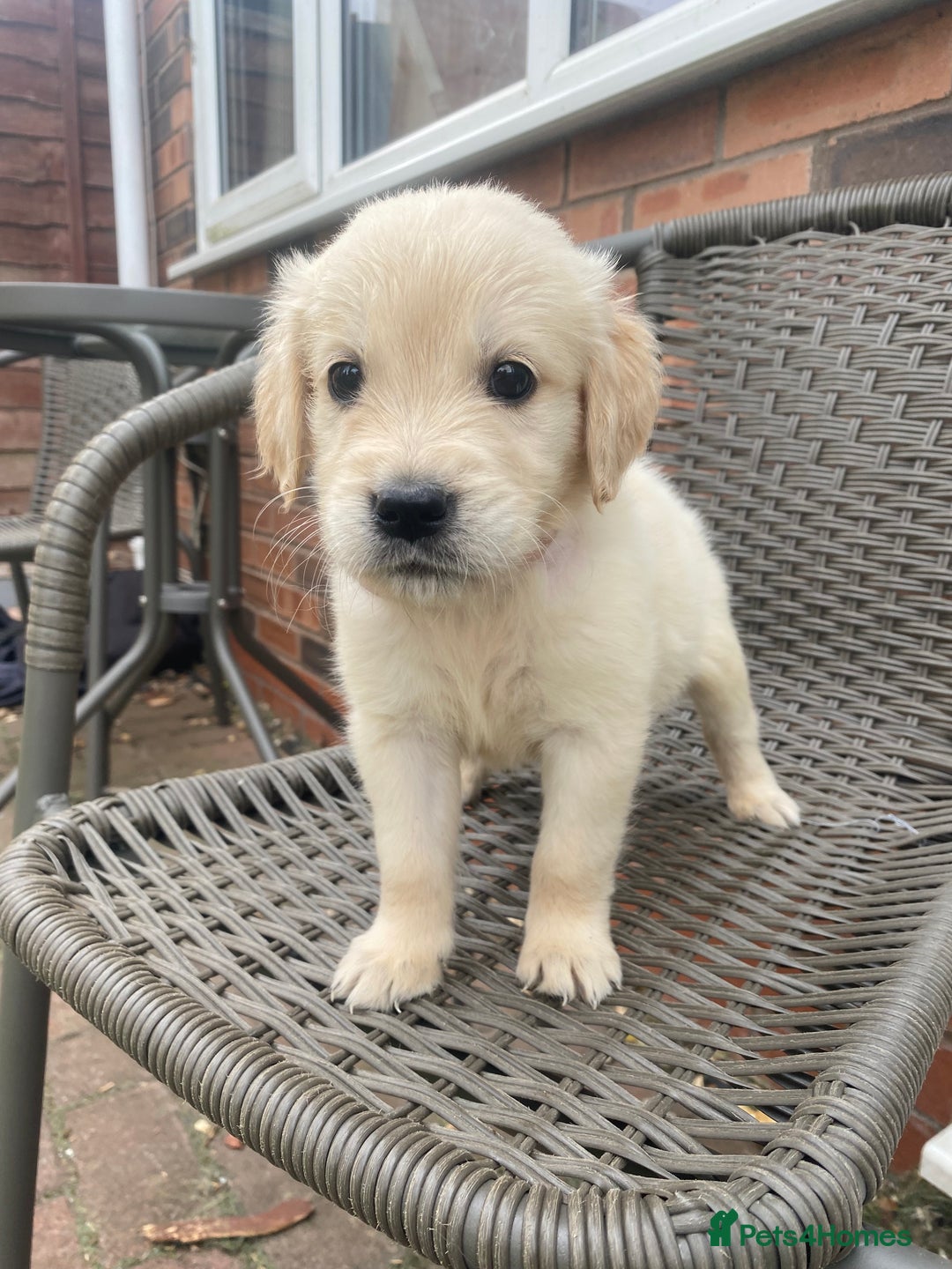 Golden Retriever dogs for sale: KC REGISTERED ®️ GOLDEN RETRIEVER PUPPIES 🐶 ❤️ - Image 7