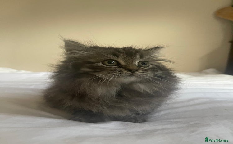 Persian cats - Advert 2