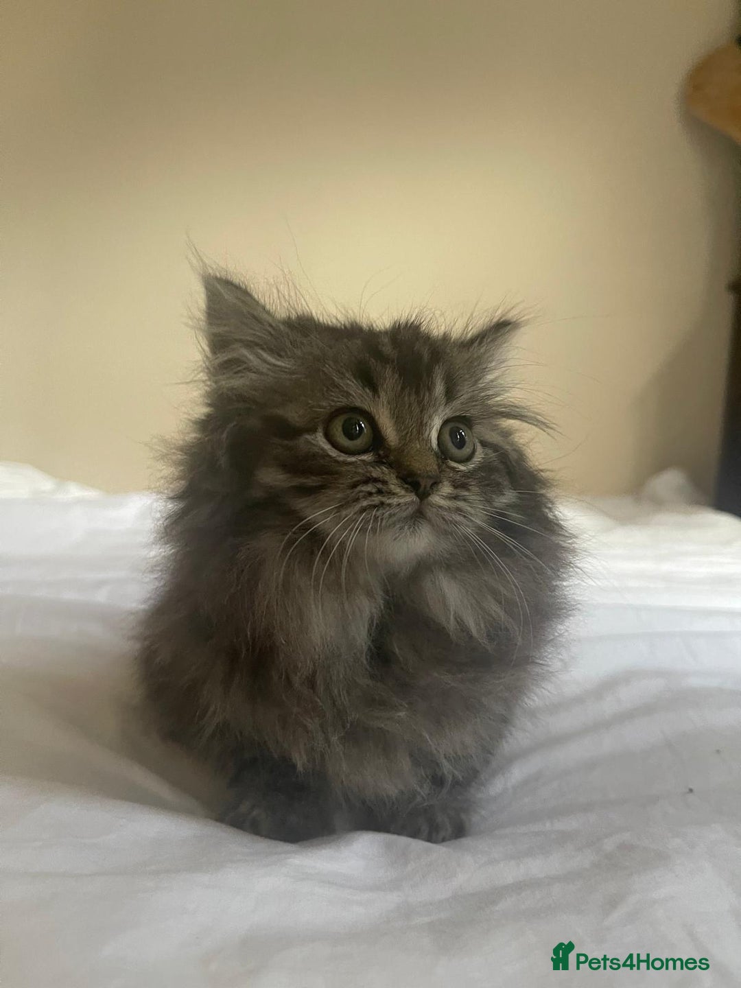 Persian cats for sale: Persian kittens  - Image 5