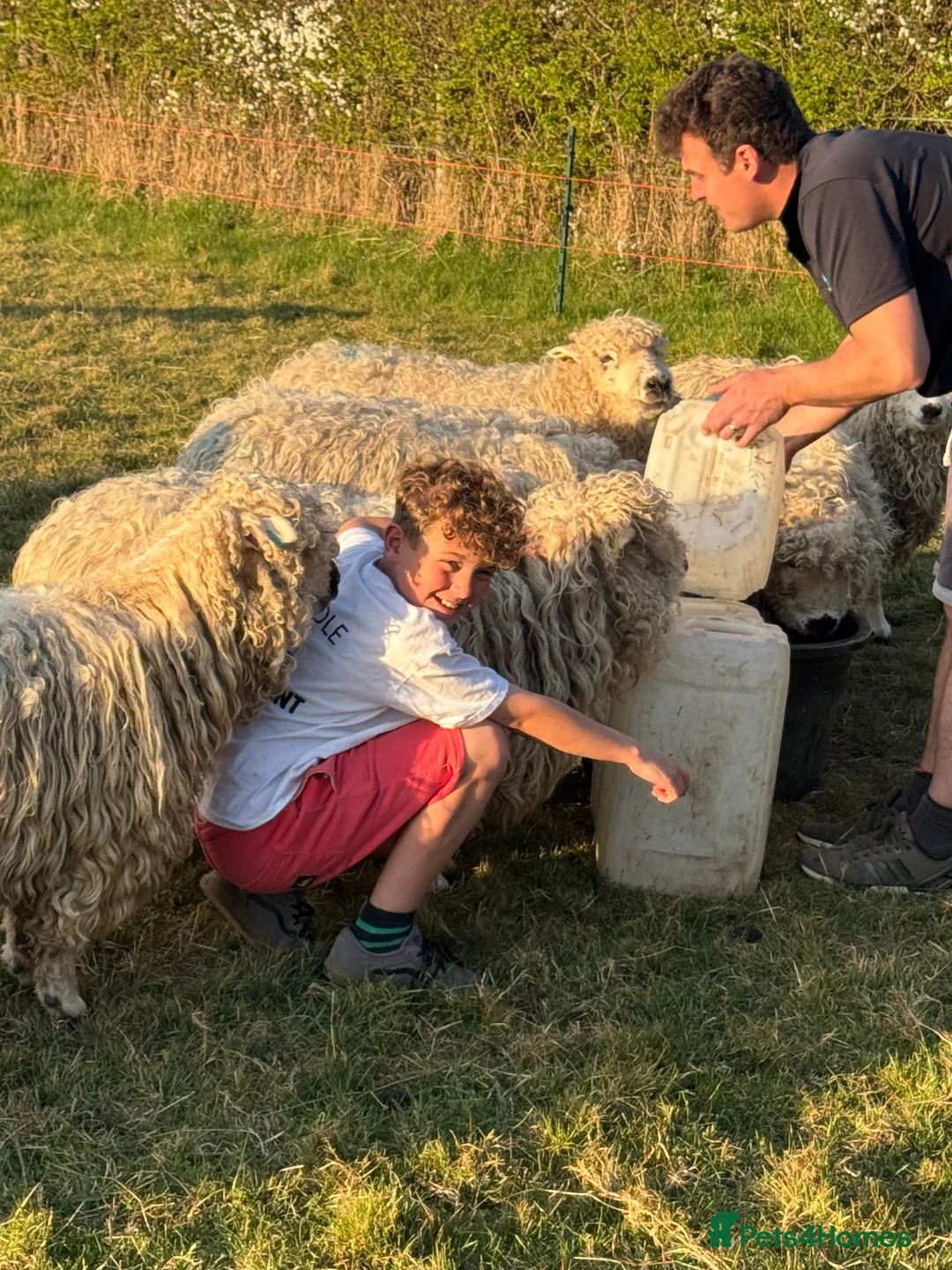 Sheep livestock for sale: Dartmoors for sale  - Advert 2