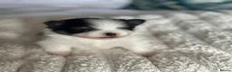 Pomeranian dogs for sale: Precious Pomeranian Puppies for sale  - Advert 17