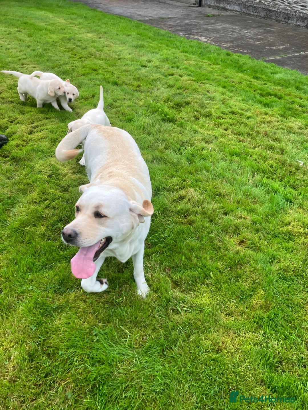 Labrador Retriever dogs for sale: 0/0 hips KC reg Health tested chunky 🐶  - Advert 13