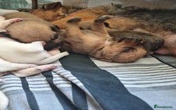 Mixed Breed dogs for sale: Patterdale mix - Image 16