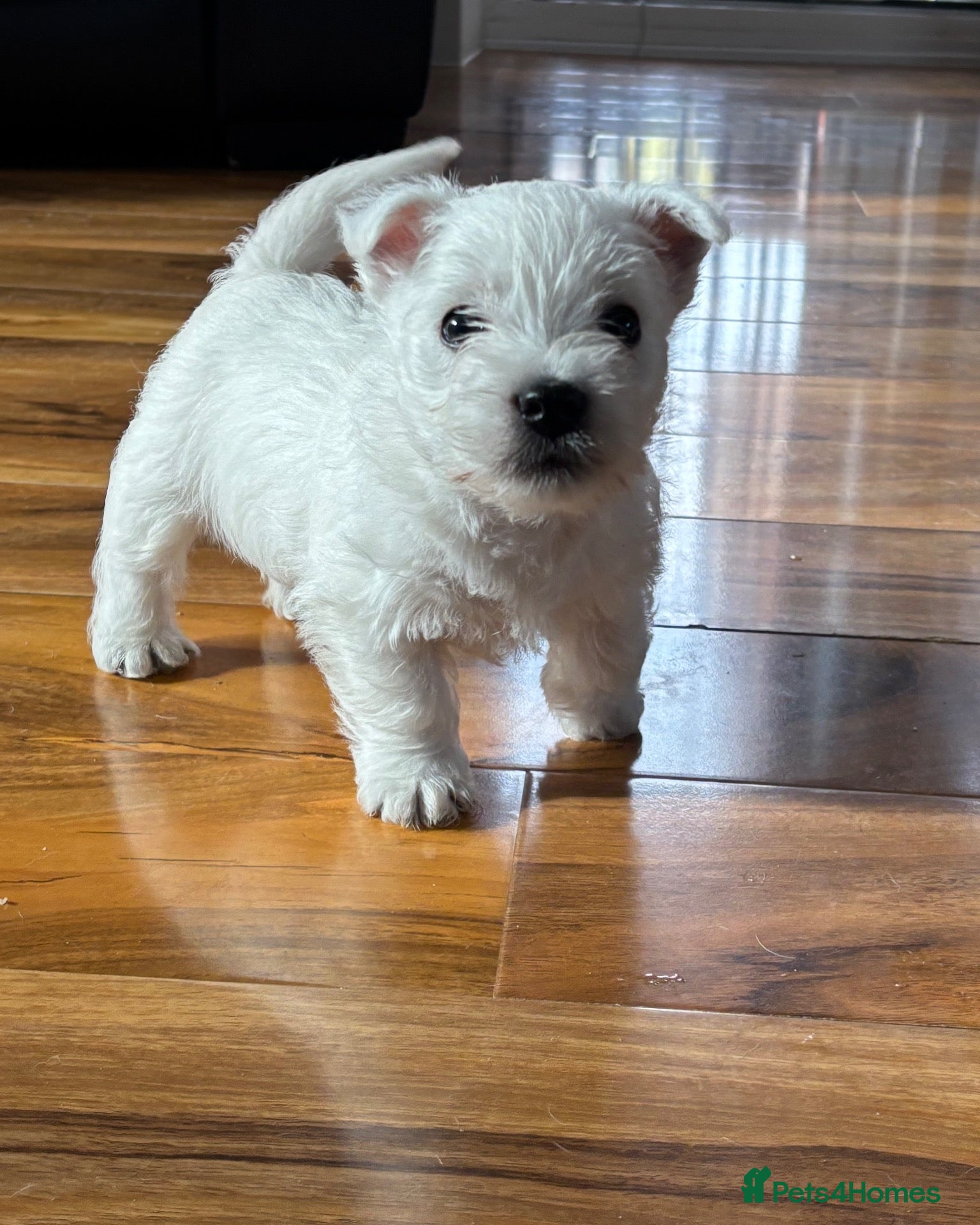 West Highland Terrier dogs West highland terrier puppies  - Advert 2
