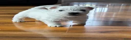 West Highland Terrier dogs for sale: West highland terrier puppies  - Advert 12