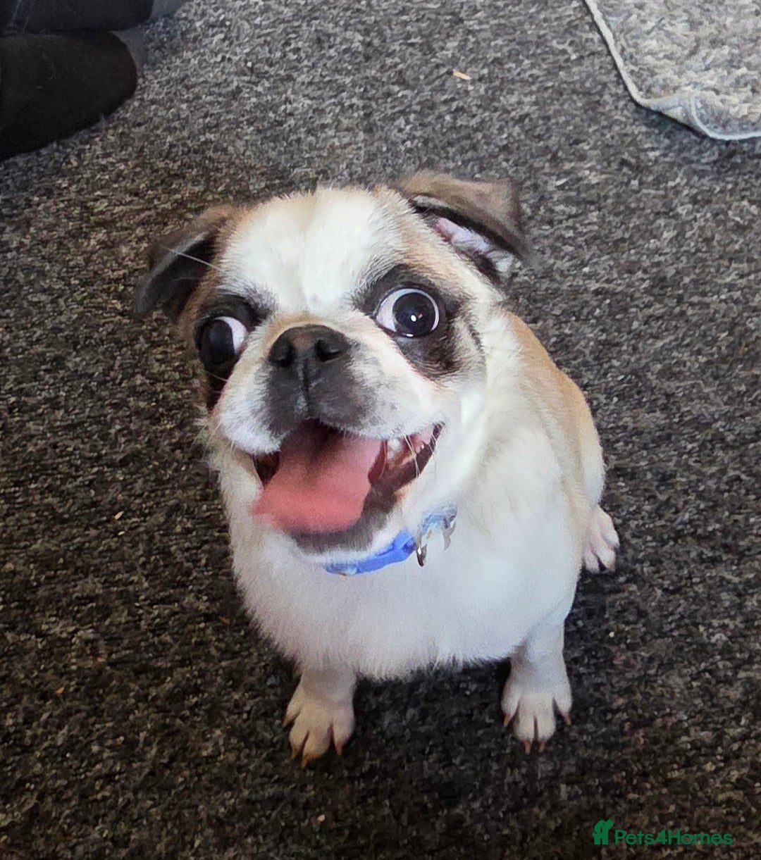 Pug dogs for sale: Pug girl 6 months old - Advert 3