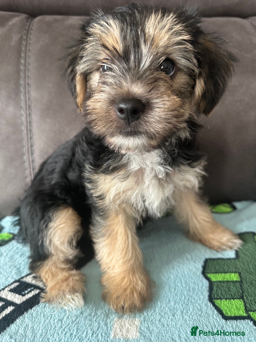 Morkie dogs for sale: Morkie Pups - Image 11