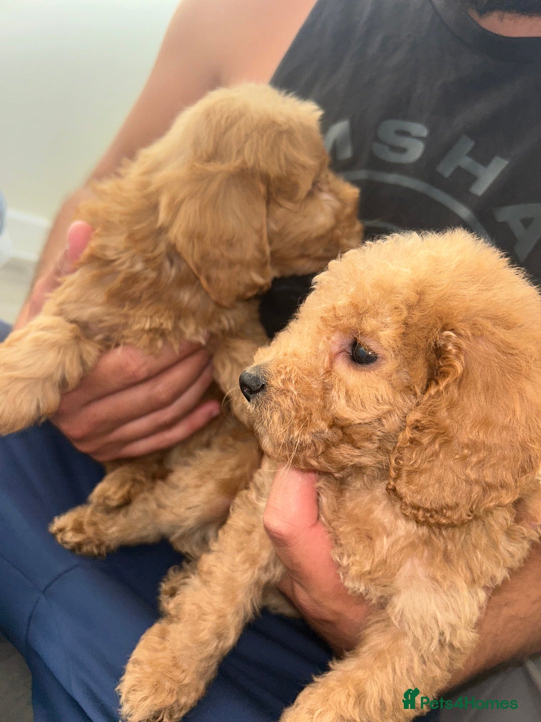 Cockapoo dogs for sale: 8 weeks old beautiful Cockapoo puppies  - Image 39