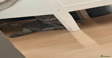 British Shorthair cats - Advert 4