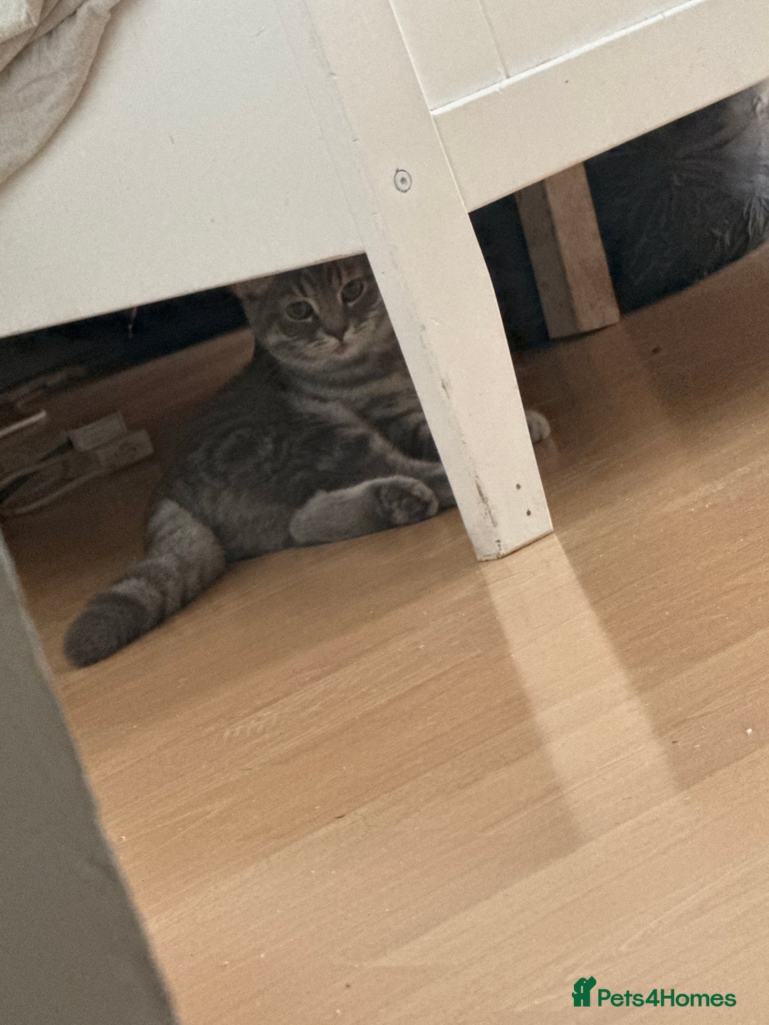 British Shorthair cats for sale: Beautifull female British shorthair 5 months 🩷🩷 - Image 2
