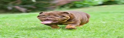 English Bulldog dogs for sale: EPIC BULLYZ PUPS in Halesowen - Advert 13