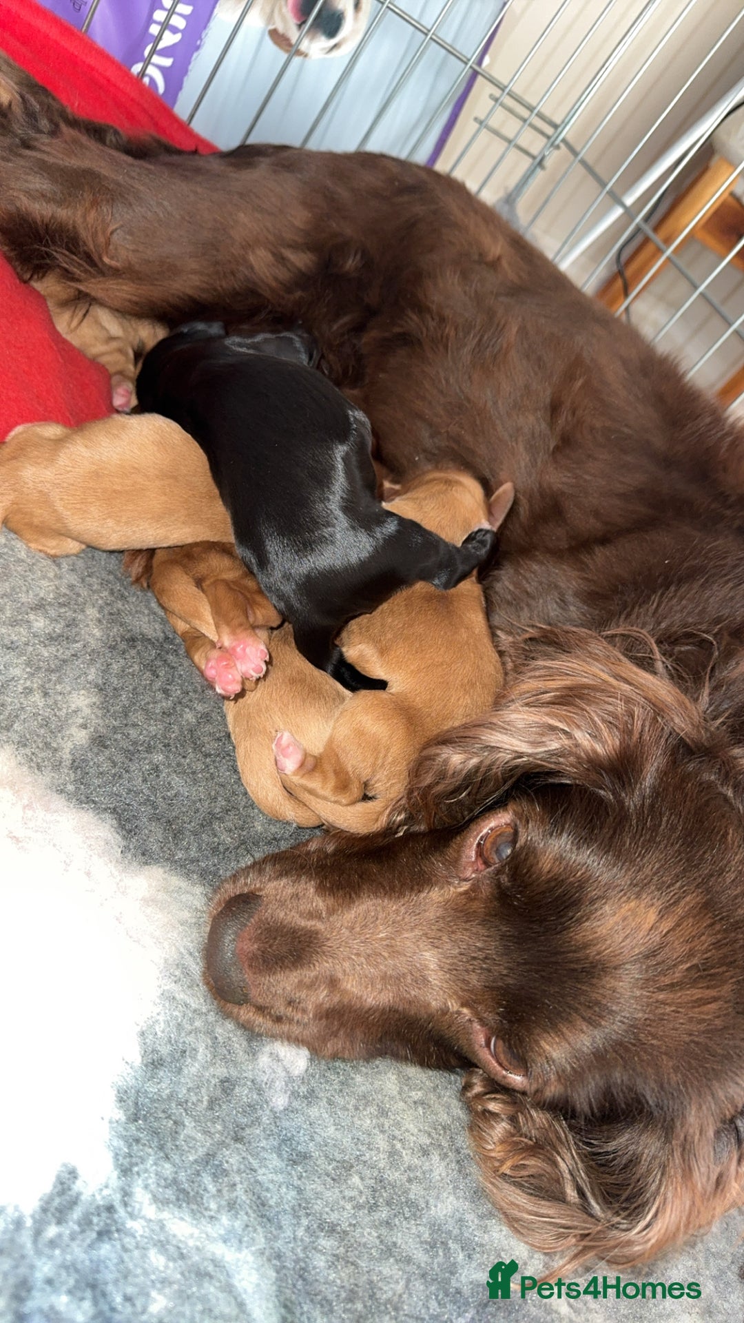 Cocker Spaniel dogs for sale: 3 Red girls looking for home  - Image 11