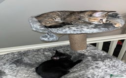 Mixed Breed cats for sale: Beautiful kittens ready for loving new homes.  - Image 2