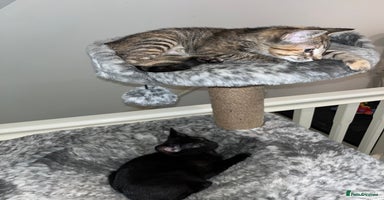 Mixed Breed cats - Advert 18