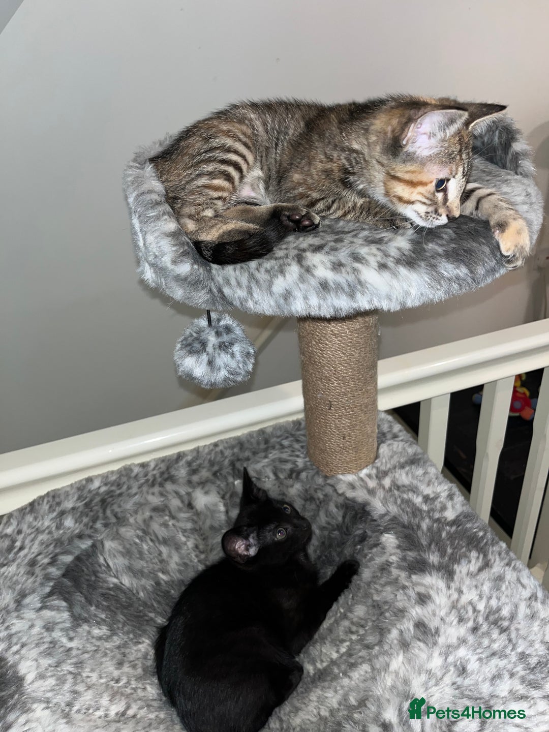 Mixed Breed cats for sale: Beautiful kittens ready for loving new homes.  - Image 2