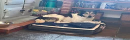 Mixed Breed dogs for adoption: MAPLE, 5yrs, 18kg,friendly,happy,confident,special in Ross-on-Wye - Advert 8