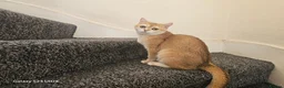 British Shorthair cats for sale: Shogai (British Shorthair) - Advert 2