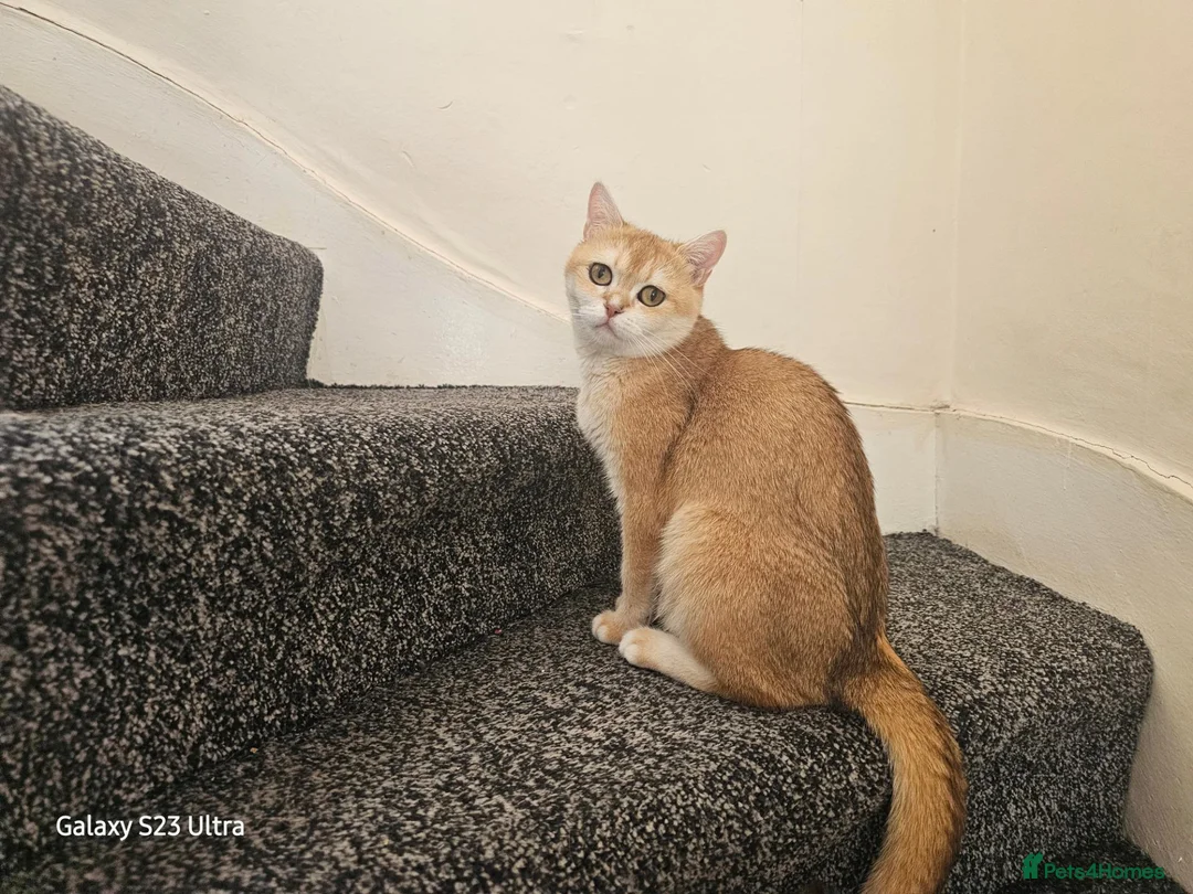 British Shorthair cats for sale: Shogai (British Shorthair) - Advert 2