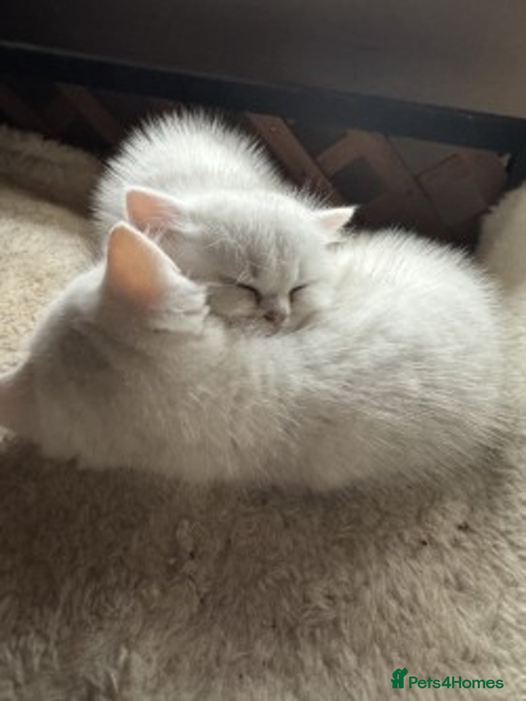 British Shorthair cats for sale: beautiful silver tipped BSH - Image 12
