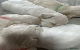 Bichon Frise dogs for sale: Beautiful Puppies Looking for Their Forever Homes! - Image 6