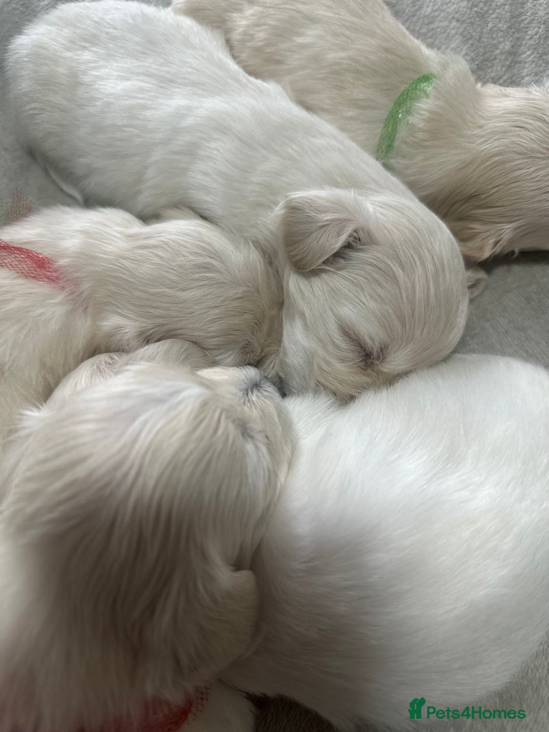Bichon Frise dogs for sale: Beautiful Puppies Looking for Their Forever Homes! - Image 6