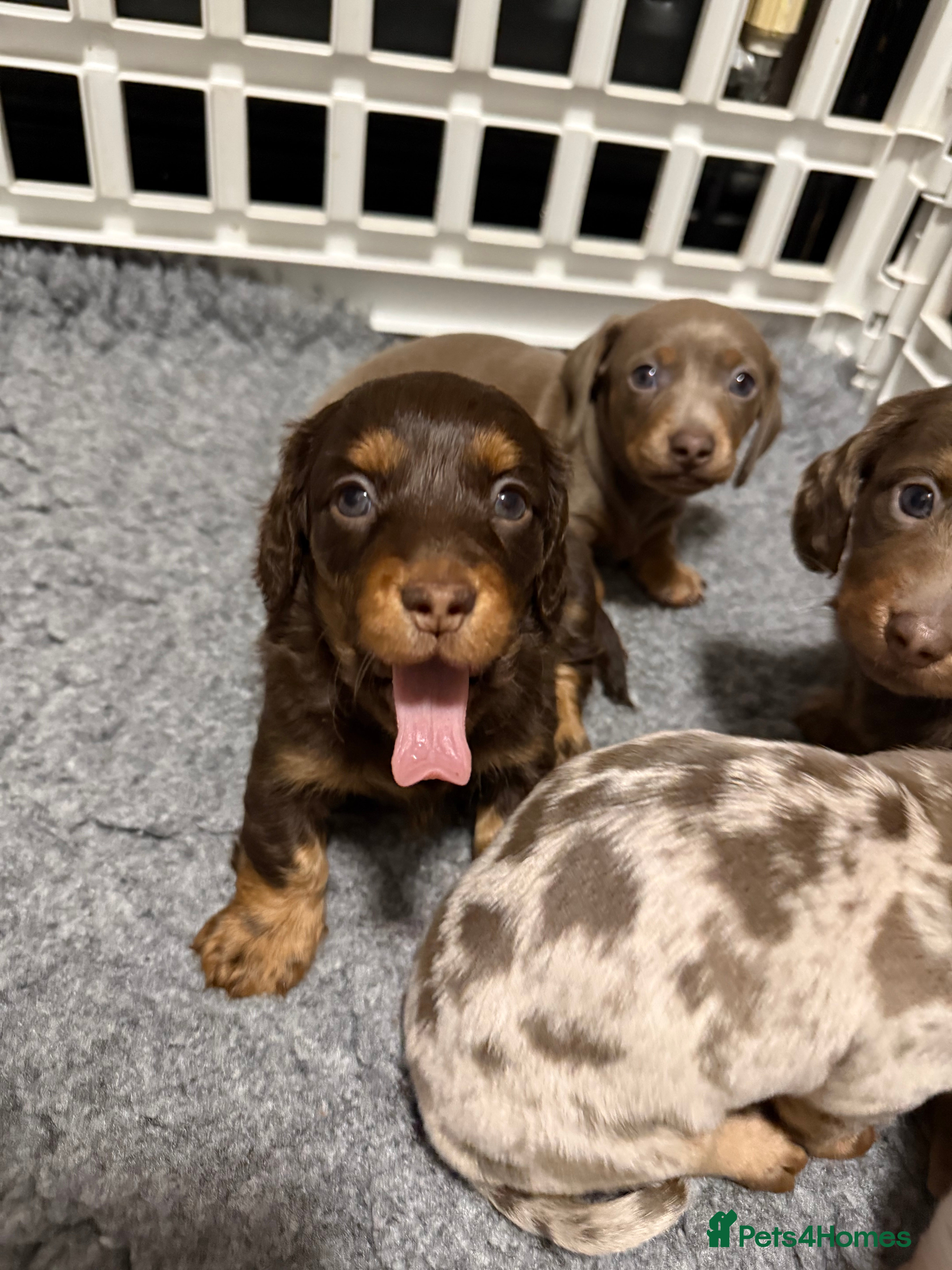 Miniature Dachshund dogs 1 AMAZING LONG HAIR GIRL LEFT! Ready NOW - Advert 10