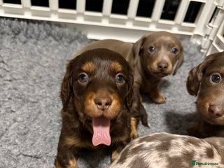 Miniature Dachshund dogs 1 AMAZING LONG HAIR GIRL LEFT! Ready NOW - Advert 12