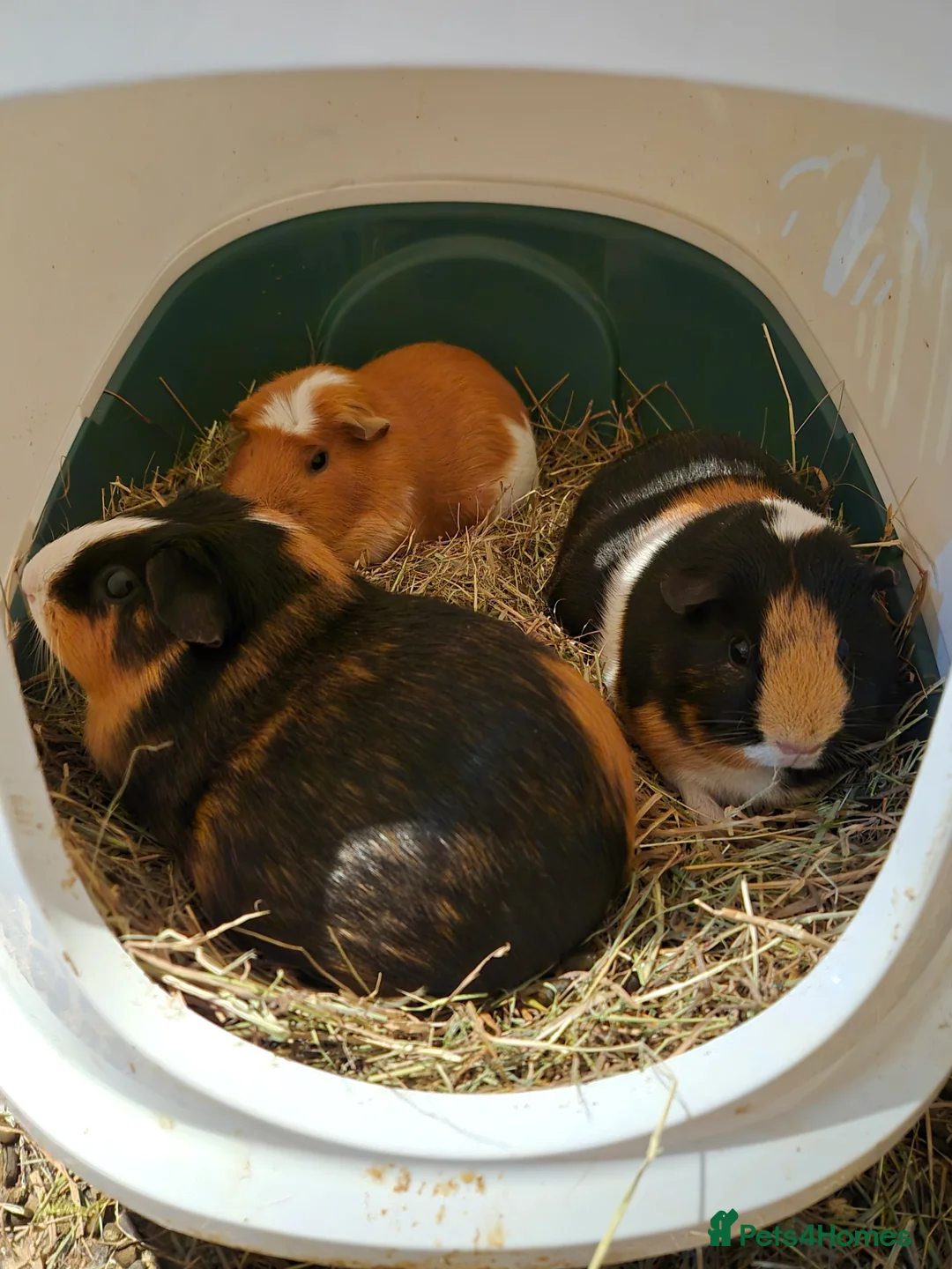 Guinea Pig rodents for sale: 3 bonded female guinea pigs. Mona, Muffin & Coco  - Advert 2