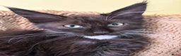 Maine Coon cats for sale: Stunning XL Russian Maine Coon kittens - Advert 3