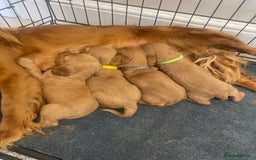 Cocker Spaniel dogs for sale: Cocker Spaniel puppies (ready 18/7/25) - Image 8