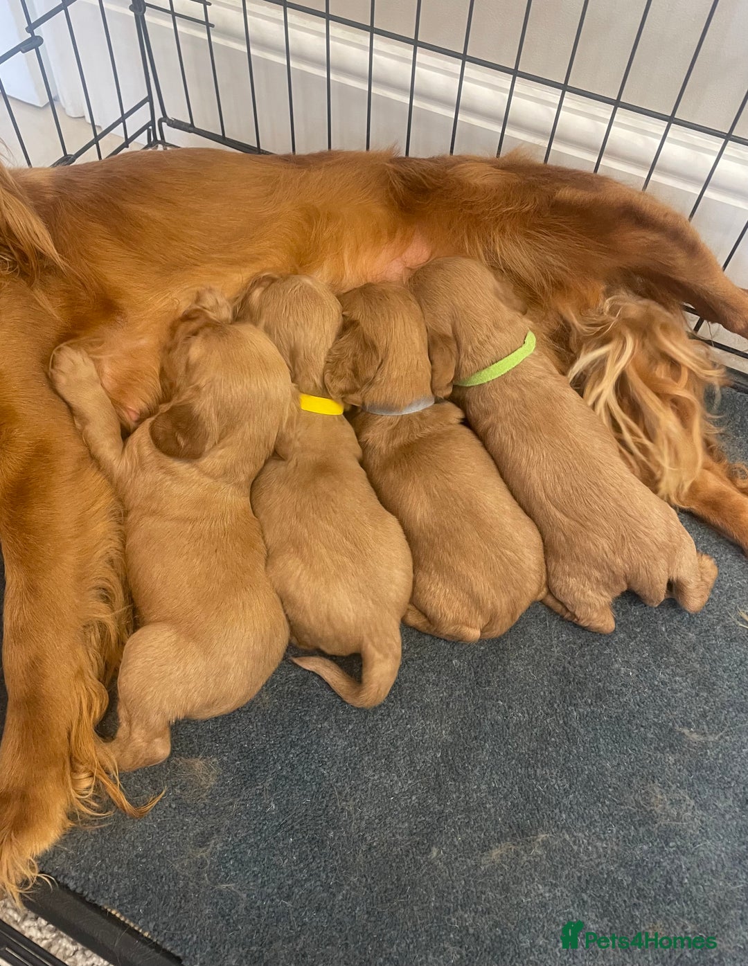Cocker Spaniel dogs for sale: Cocker Spaniel puppies (ready 18/7/25) - Image 8
