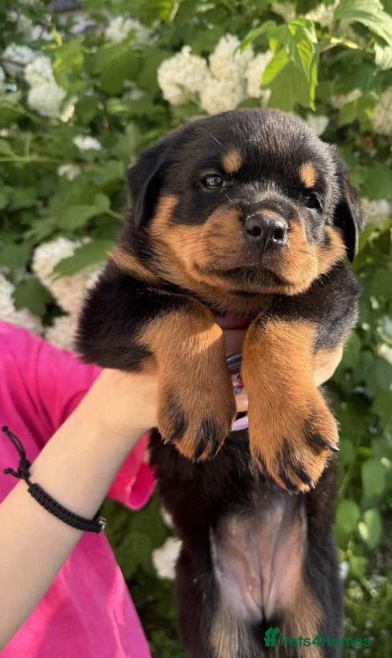 Rottweiler dogs Both Male/Females big chunky puppy’s available - Advert 3