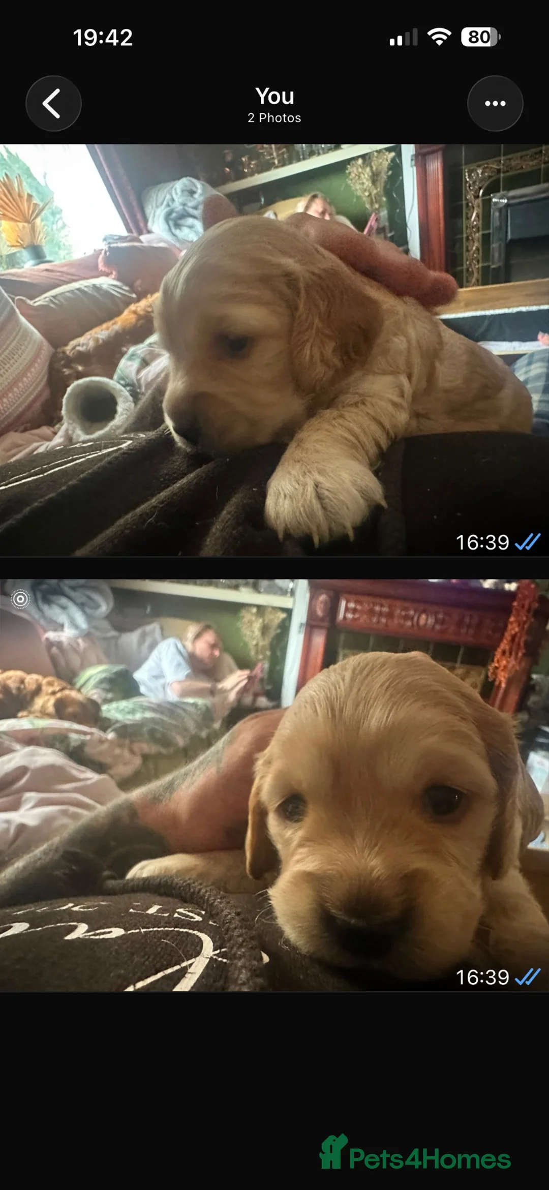 Cockapoo dogs for sale: Cockapoo pups x 4  in Hamilton - Advert 2