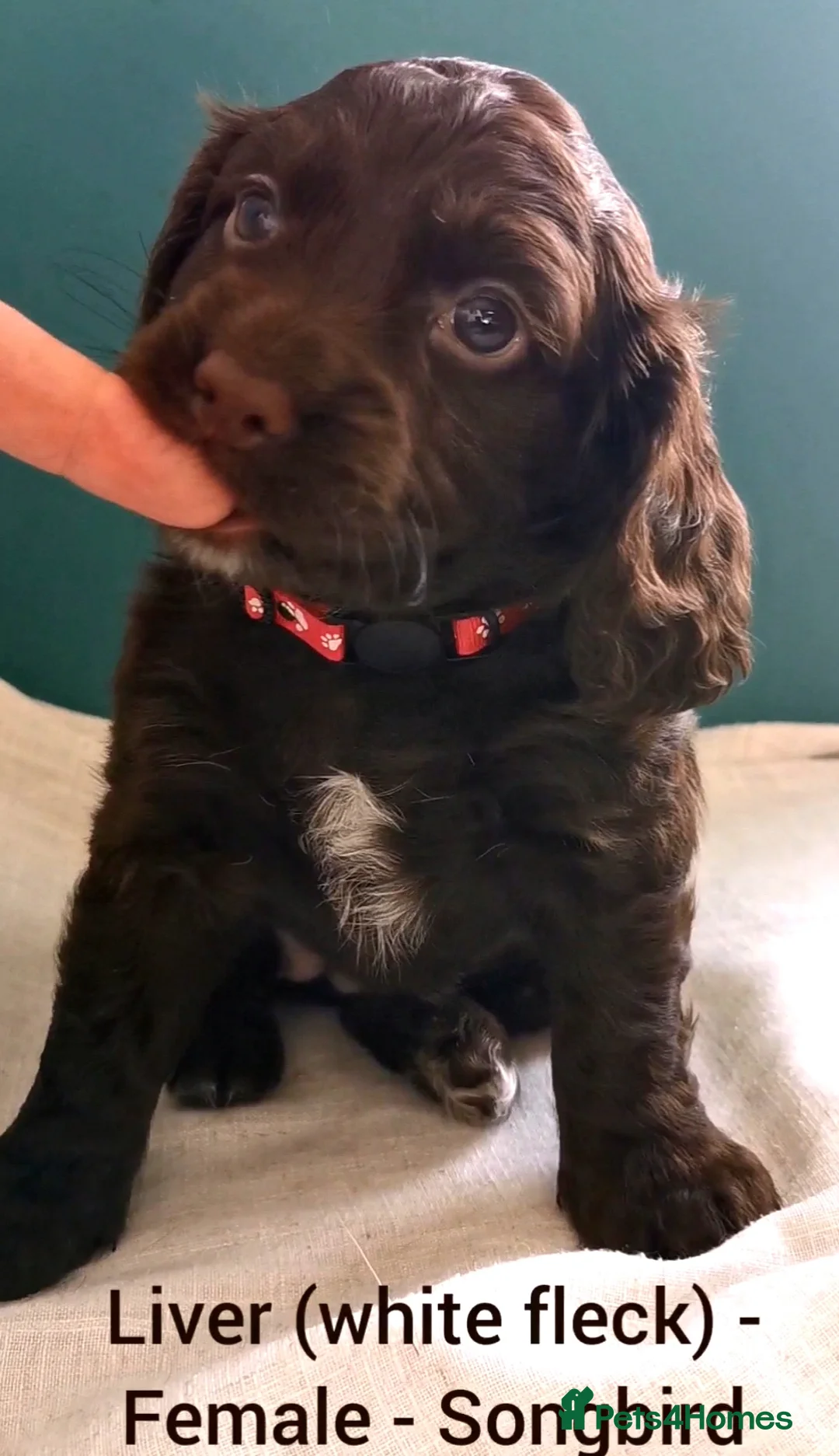 Cocker Spaniel dogs for sale: FTCH Pedigree Working Cocker Spaniels  - Advert 10