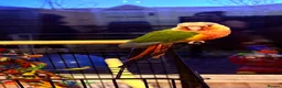 Conures birds for sale: 3 year old Conure - Advert 3