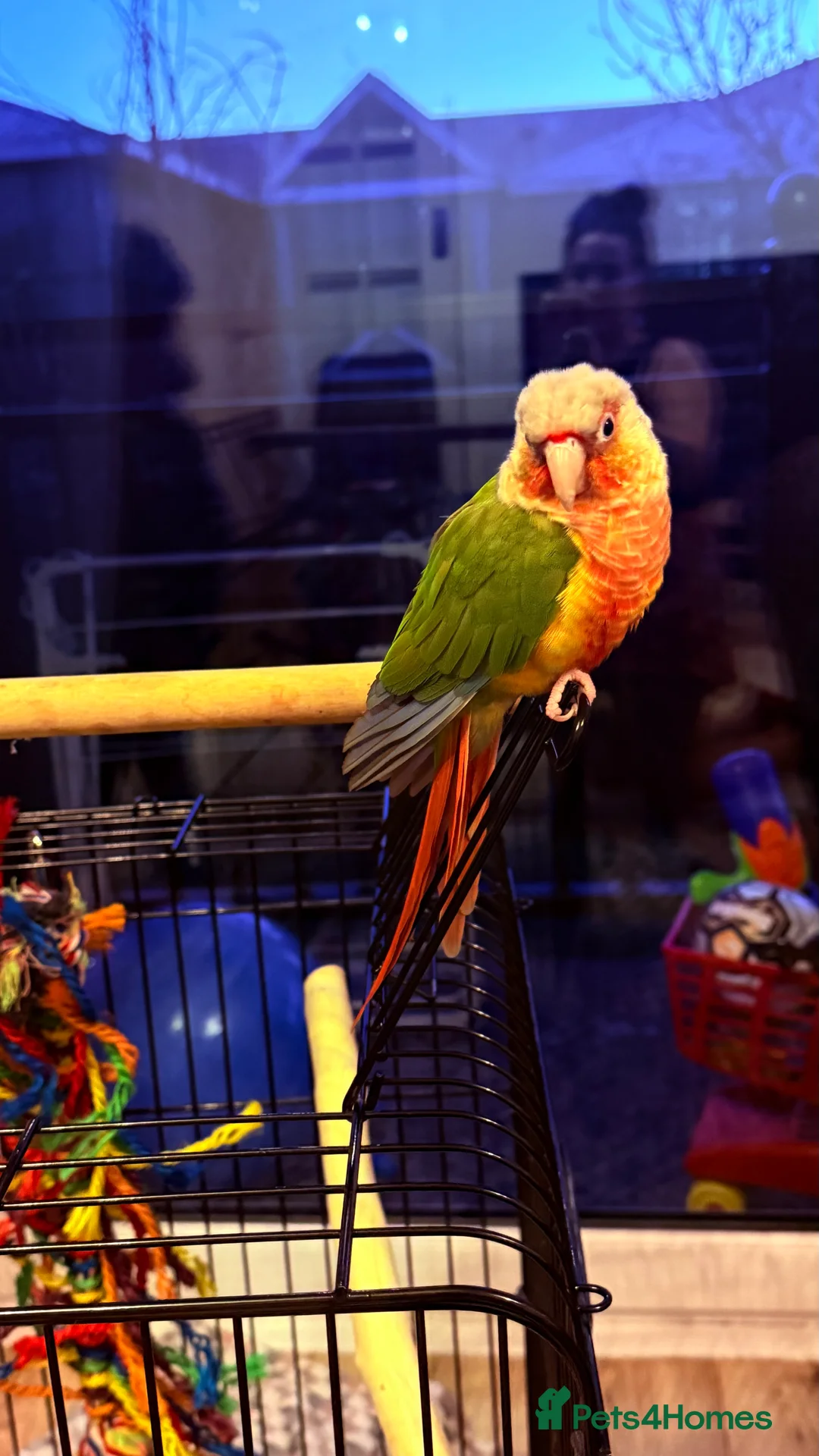 Conures birds for sale: 3 year old Conure - Advert 3