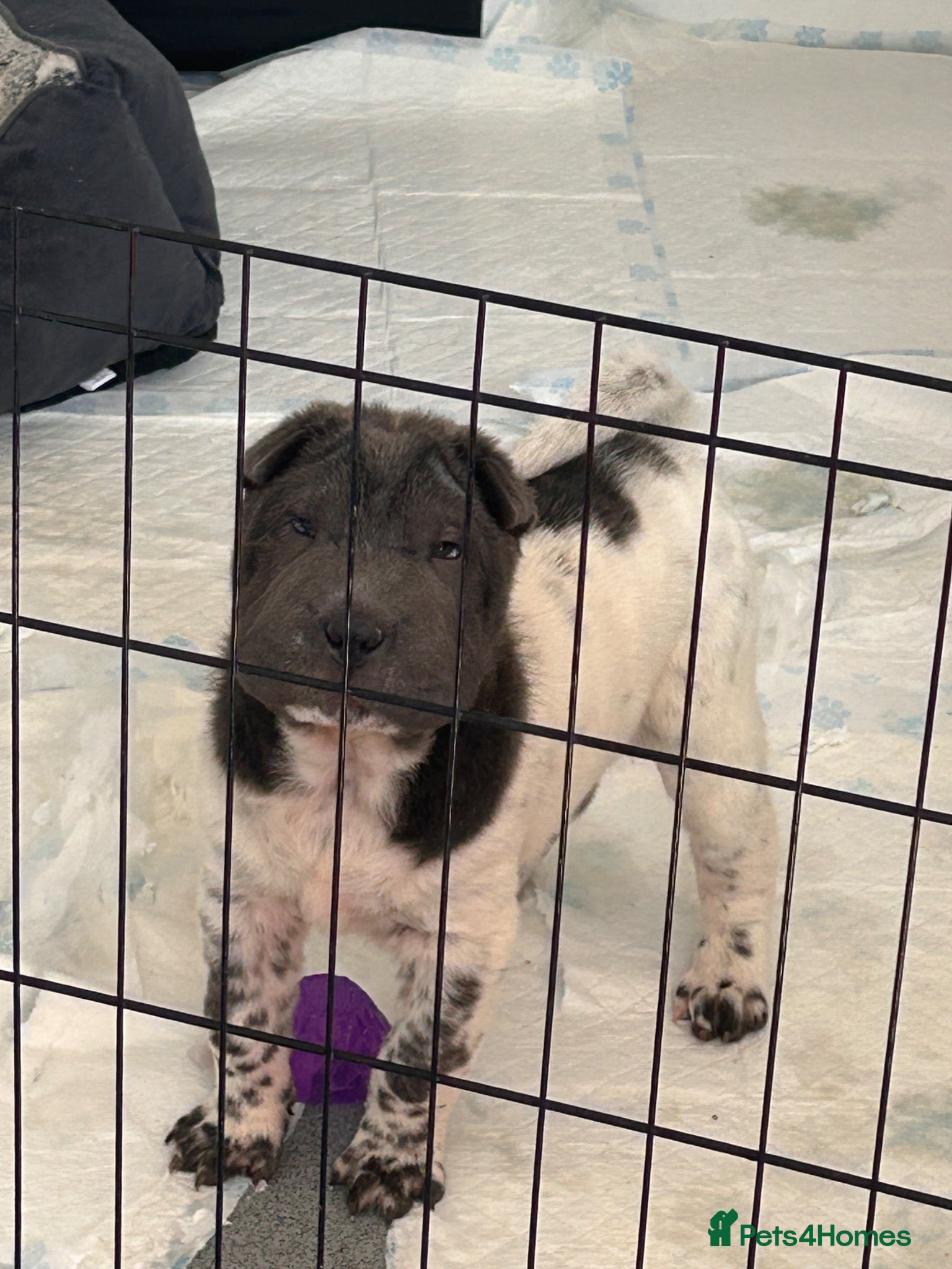 Shar Pei dogs Kc registered shar pei 1 girl left - Advert 2