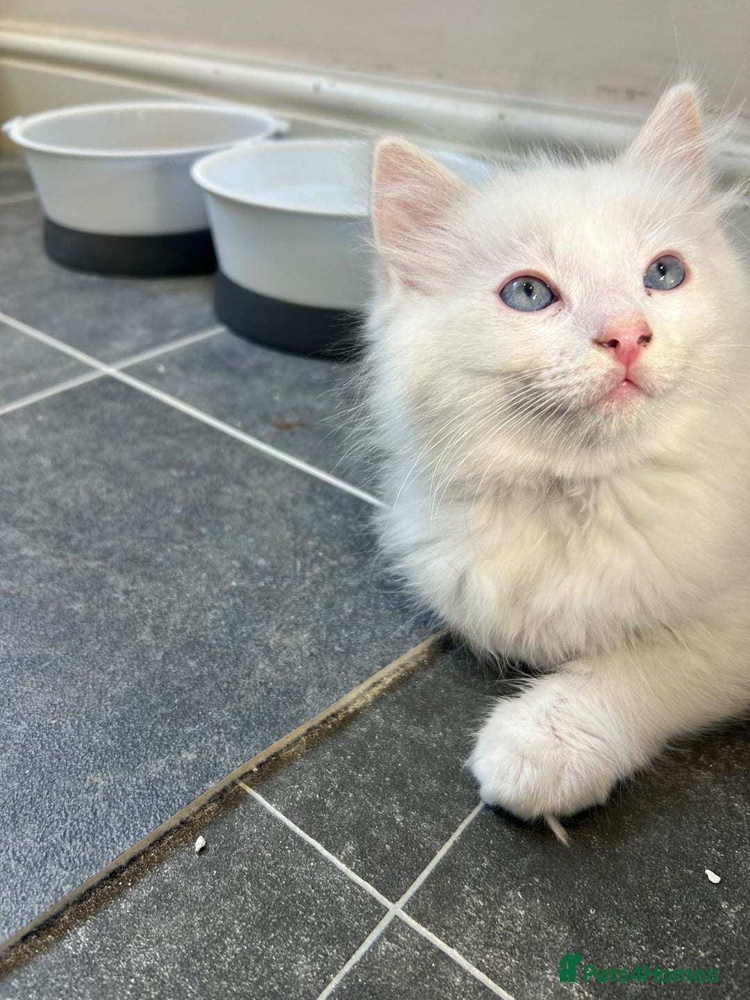 Ragdoll cats for sale: Pure longhair Ragdoll Kittens - Raised with Soul - Image 11