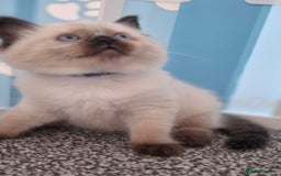 Ragdoll cats for sale: Beautiful Ragdolls 4 boys and 2 girls  - Image 5