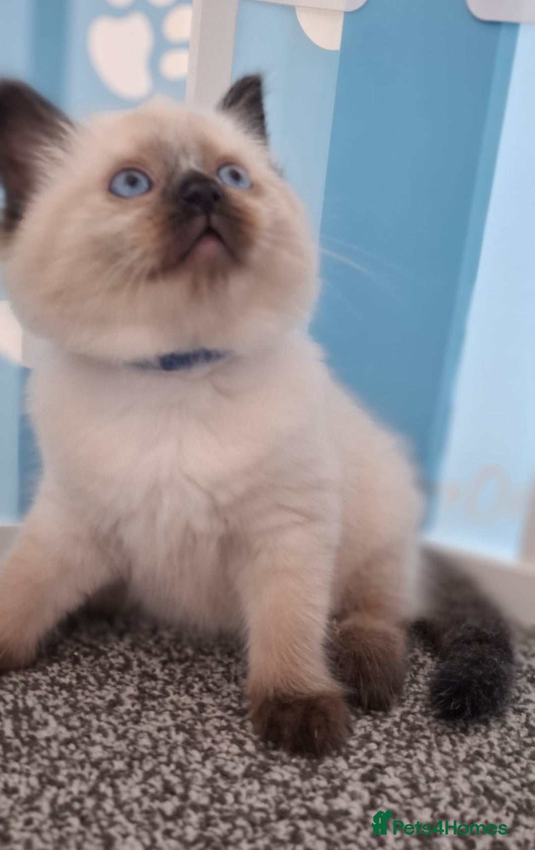 Ragdoll cats for sale: Beautiful Ragdolls 4 boys and 2 girls  - Image 5