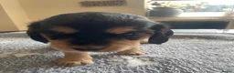 Cocker Spaniel dogs for sale: Cocker spaniel puppies  - Advert 12
