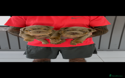 English Bulldog dogs for sale: Bulldogs ready to go!  - Image 4