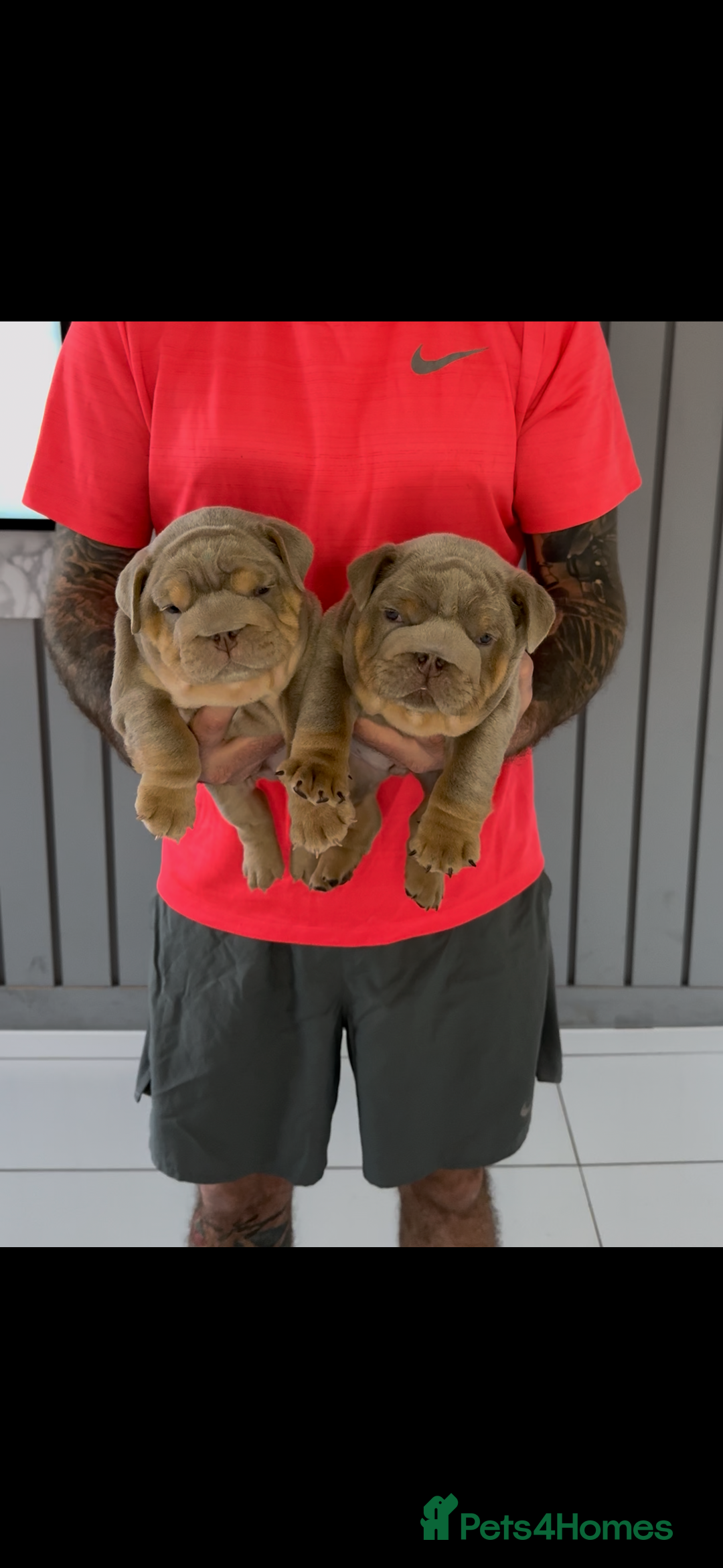 English Bulldog dogs for sale: Bulldogs ready to go!  - Image 4
