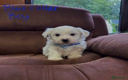 Bichon Frise dogs for sale: 7 gorgeous pure Bichon puppies  - Image 4