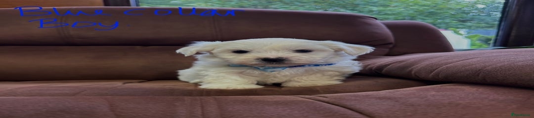 Bichon Frise Puppy 2