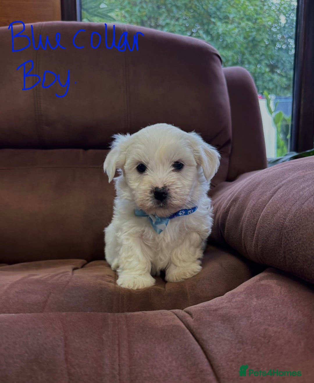 Bichon Frise dogs for sale: 7 gorgeous pure Bichon puppies  - Image 4